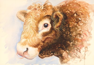 Adam de Stier, 2016, aquarel door Alison Cooper