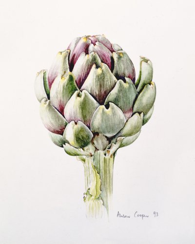 Artisjokstudie, 1993 door Alison Cooper