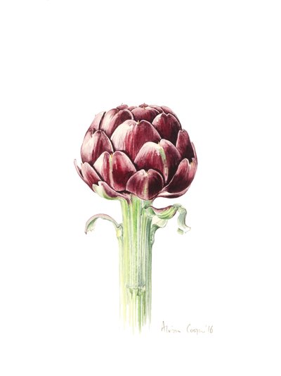 Artisjok van de Romeinse markt, 2016 door Alison Cooper