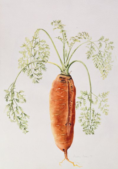 Wortel uit mijn tuin door Alison Cooper