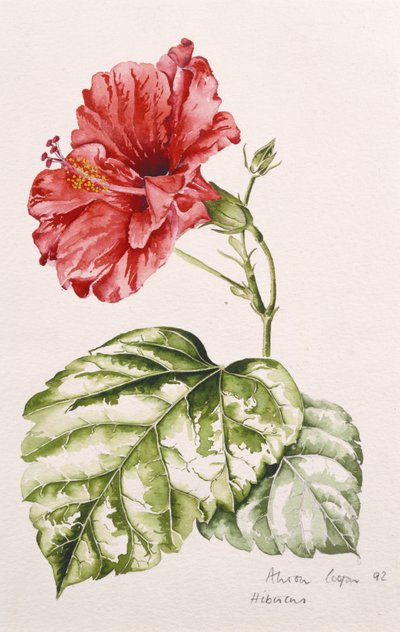 Hibiscus (crimson), 1992 door Alison Cooper