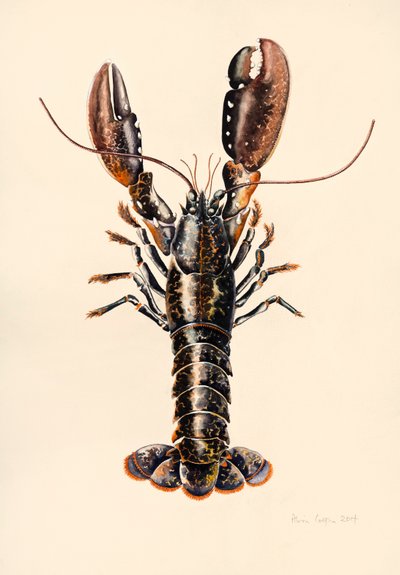 Kreeft uit Solva, 2014 door Alison Cooper