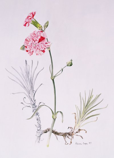 Oude variëteit van Dianthus, 1997 door Alison Cooper