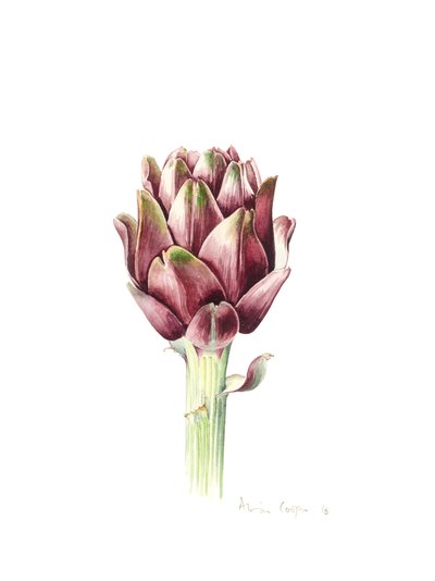 Sardijnse artisjok, 2016 door Alison Cooper