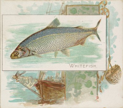 Witte Vissen, uit de serie Vissen uit Amerikaanse Wateren voor Allen & Ginter Sigaretten door Allen and Ginter
