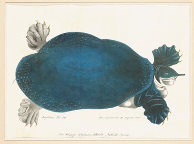 Amerikaanse weekschildpad of Trionyx, vroeger blauwe schildpad genoemd door Aloys Zötl