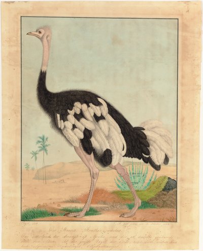 Een struisvogel, in profiel, in een woestijnlandschap door Aloys Zötl