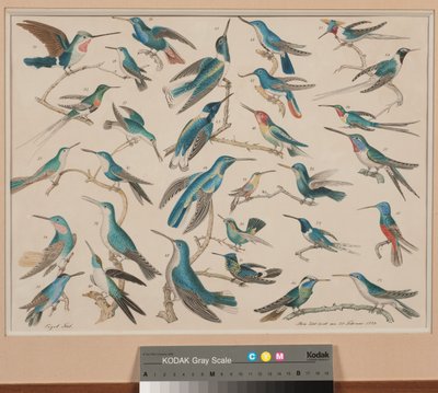 Des colibris door Aloys Zötl