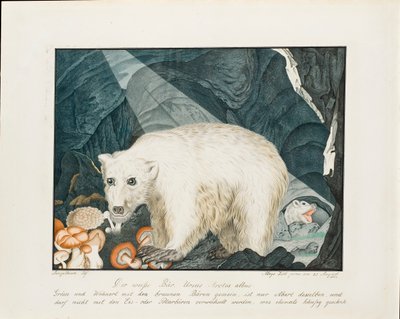 De Witte Beer door Aloys Zötl