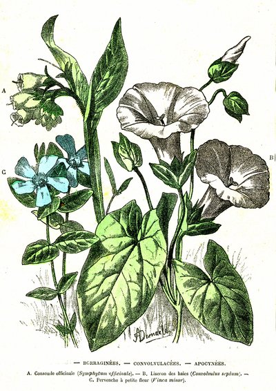 Borraginees, Convolvulacees, Apocynees: Natuurlijke Schepping en Levende Wezens. Tekening door A. Demarle. 1885 door Alphonse Demarle