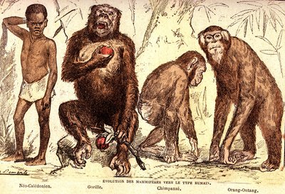 Evolutie van zoogdieren naar het menselijke type: Natuurlijke Creatie en Levende Wezens (Van Jules Rengade). Tekening door A. Demarle. 1885 door Alphonse Demarle