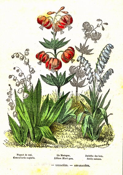 Liliacees, Asparagees: Natuurlijke Schepping en Levende Wezens. Tekening door A. Demarle. 1885 door Alphonse Demarle