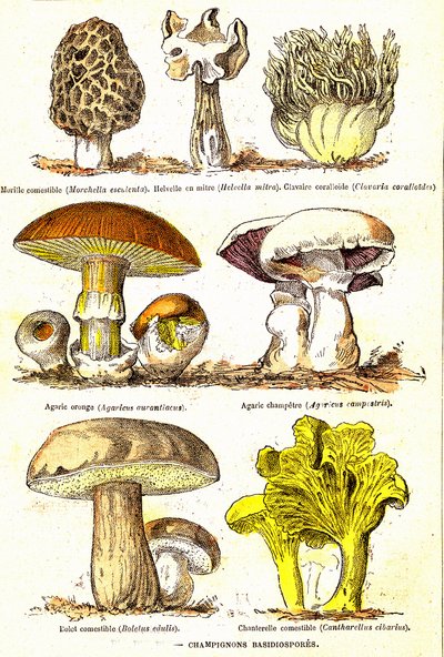 Paddenstoelen Basidiosporen: Natuurlijke Schepping en Levende Wezens (door Jules Rengade). Tekening door A. Demarle. 1885 door Alphonse Demarle