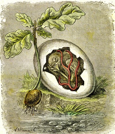 Natuur. Ei en zaad: Eerste staat van georganiseerde wezens. Natuurlijke schepping en levende wezens. (J. Rengade) tekening door A. Demarle. 1885 door Alphonse Demarle