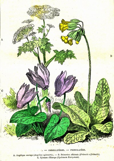 Ombelliferes, Primulacees: Natuurlijke Creatie en Levende Wezens. Tekening door A. Demarle. 1885 door Alphonse Demarle