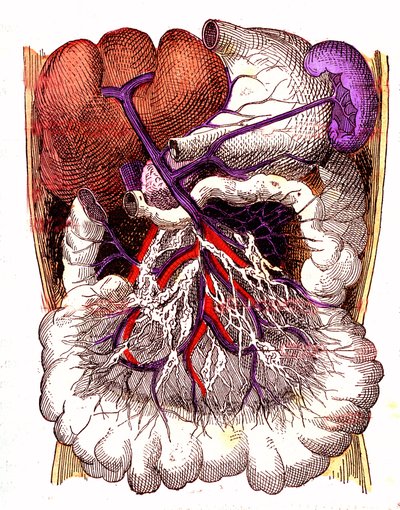 Organen van intestinale absorptie - Het normale leven & gezondheid van J. Rengade. Tekening door A. Demarle 1881 door Alphonse Demarle