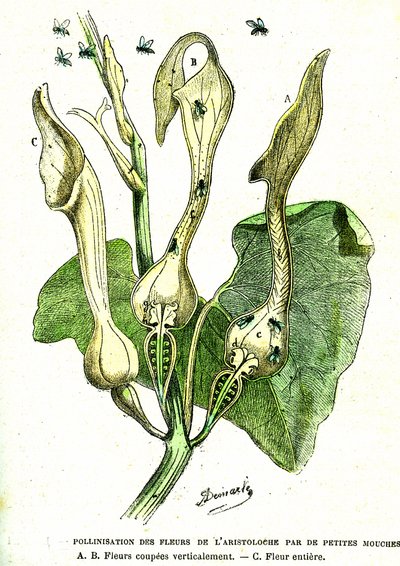 Bestuiving door vliegen van Aristoloche bloemen: Natuurlijke creatie en levende wezens. Tekening door A. Demarle. 1885 door Alphonse Demarle