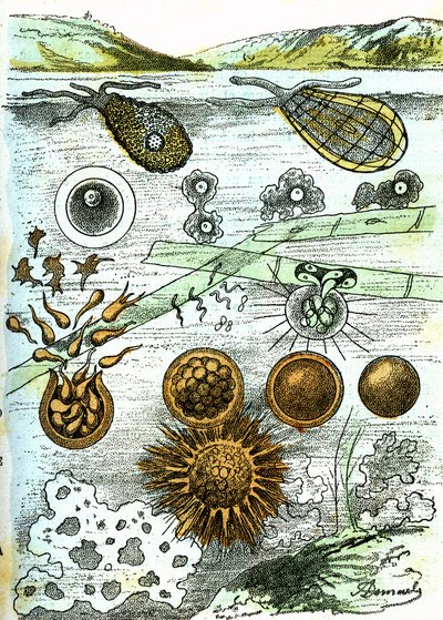 Prehistorie-Amibes, Bacteriën, Moneren (Groeiend): Rudimentair georganiseerde wezens. Natuurlijke creatie en levende wezens. Tekening door A. Demarle. 1885 door Alphonse Demarle