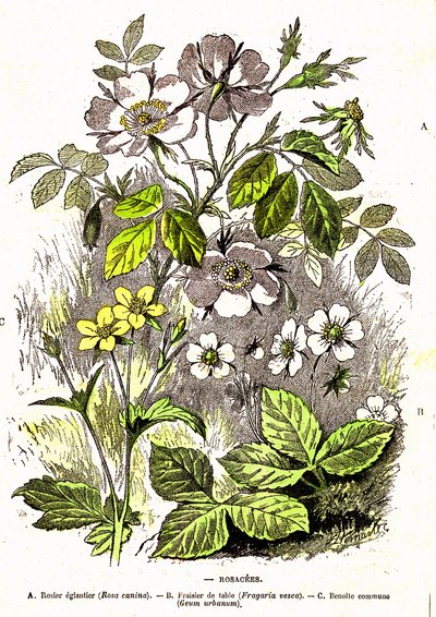 Rosaceae - Natuurlijke Creatie en Levende Wezens: Tekening door A. Demarle. 1885 door Alphonse Demarle