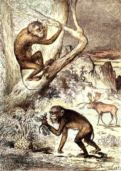 De Catarhinian Apen (Mioceen Periode): De Semnopitheques. De natuurlijke creatie en levende wezens van J. Rengade. Tekening A. Demarle door Alphonse Demarle