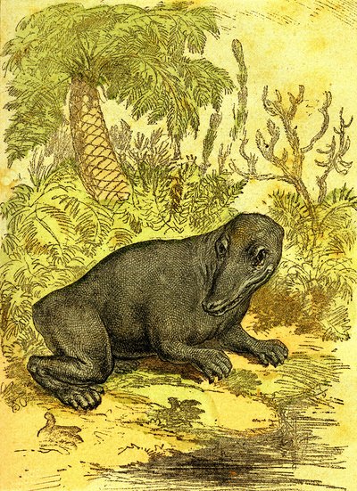 De Labyrinthodonte (Amfibie): Amfibie van de steenkoolperiode. Natuurlijke Schepping en Levende Wezens. Tekening A. Demarle 1885 door Alphonse Demarle
