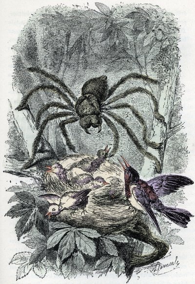 Zoologische kaart: spinachtige, aviculaire mygalus verrast een vogel-vliegnest (Zoologische plaat: spinachtige, Avicularia) Gravure uit 