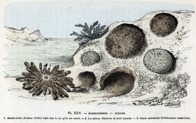 Zoologische kaart: echinoderm, zee-egels Gravure uit 