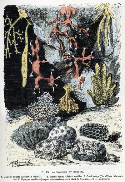Zoölogische kaart: sponzen en koralen (gorgone, bebryce, koraal, sponzen, neptunus handschoen (Zoölogische plaat: Zeesponzen en koralen) Gravure uit 
