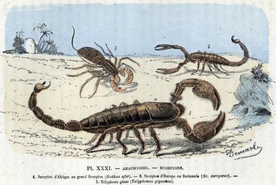 Zoologische plaat; spinachtigen, Afrikaanse schorpioenen, Europese schorpioen, telyfoon) (Zoologische plaat: spinachtigen, schorpioen) Gravure uit 