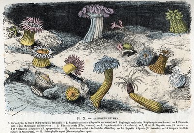 Zoologische plaat: zeeanemonen. Gravure uit 