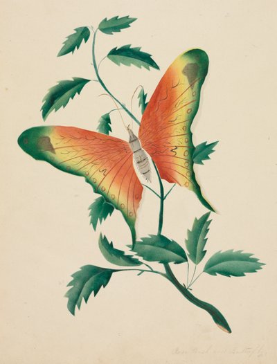 Rozenstruik en vlinder (aquarel) door Altha Mary Nims