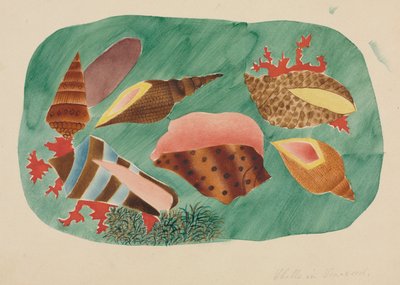 Schelpen in zeewier (aquarel) door Altha Mary Nims