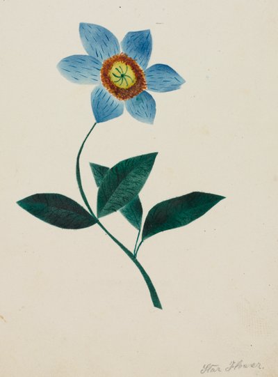 Sterbloem (aquarel) door Altha Mary Nims