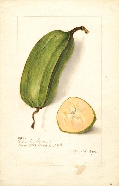 Bananen (Musa: Popoulu Hawaii) (aquarel) door Amanda Almira Newton