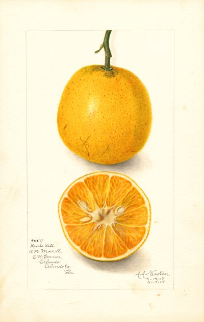 Harts late sinaasappels (Citrus sinensis) (aquarel) door Amanda Almira Newton