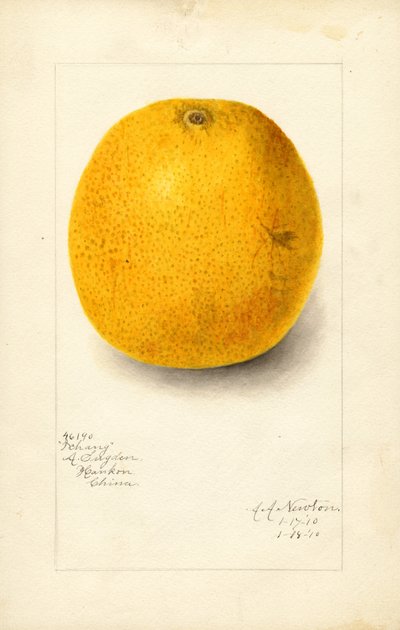 Ichang sinaasappel (Citrus sinensis) (aquarel) door Amanda Almira Newton