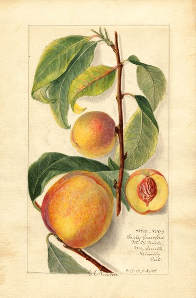 Perziken (Prunus persica) (aquarel) door Amanda Almira Newton
