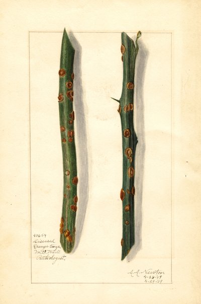 Twee zieke sinaasappeltwijgen (Citrus sinensis) (aquarel) door Amanda Almira Newton