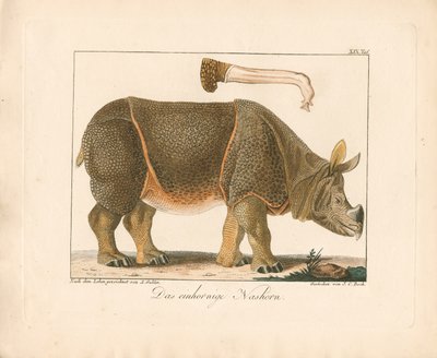 Indische neushoorn (handgekleurde litho) door Ambrosius Gabler