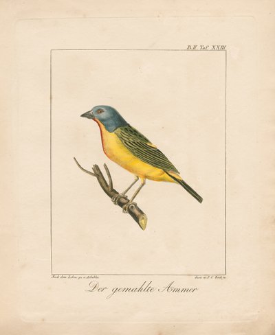 Geschilderde gors (handgekleurde litho) door Ambrosius Gabler