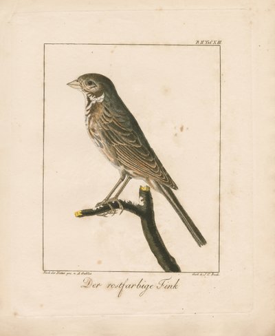  door Ambrosius Gabler