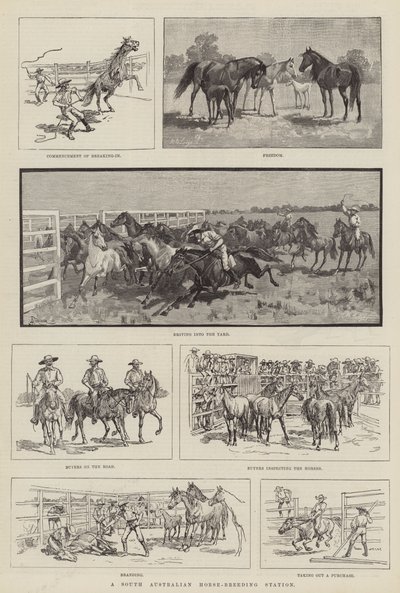 Een Zuid-Australisch paardenfokstation door Amedee Forestier
