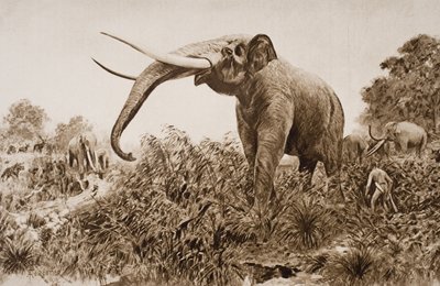 De Chatham-olifant, illustratie uit 