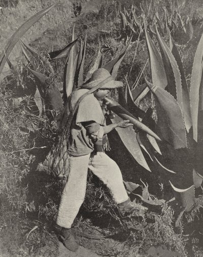Een Mexicaanse Pulque-verzamelaar door American Photographer (after)