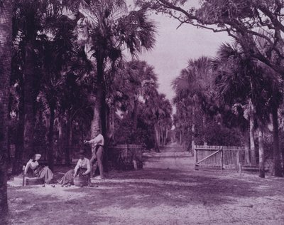 Een palmetto glade nabij Palatka, Florida door American Photographer (after)