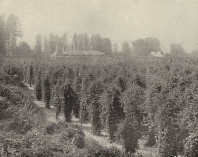 Een hopveld in Washington (zwart-wit foto) door American Photographer (after)