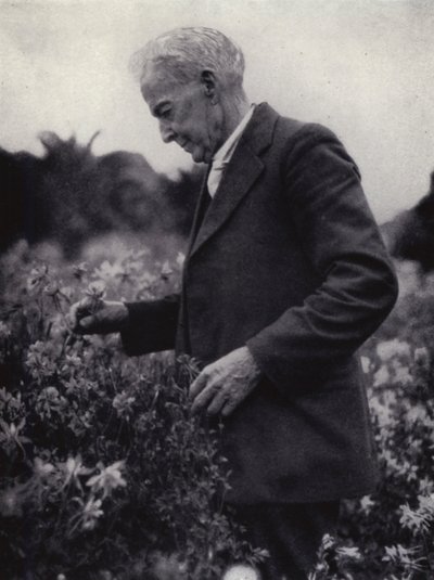 Luther Burbank tussen zijn bloemen (zwart-wit foto) door American Photographer (after)