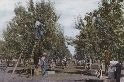 Oregon: Fruit Plukken in een Rouge River Valley Boomgaard door American Photographer (after)