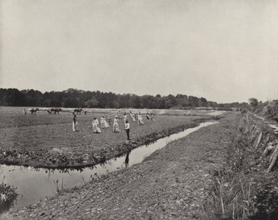 Rijst planten in North Carolina (zwart-wit foto) door American Photographer (after)