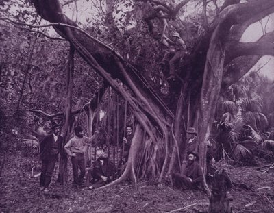 Rubber- of banyanboom, aan de Banana River, Florida door American Photographer (after)